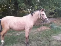 Cavallo, Cavalli — foto 1