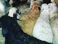 قوچ, گوسفند — عکس 2