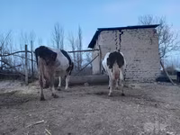 Mucca, Razza Holstein — foto 3