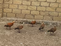 Guinea fowl — zdjęcie 3