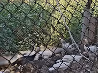 Turkeys — zdjęcie 6