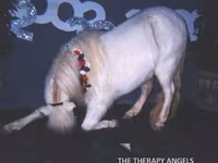 Hengst, Miniature horse — Foto 8