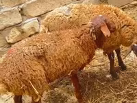 مینڈھا, بھیڑیں — تصویر 5