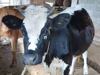 Ko, Holstein-race — foto 2