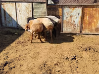 Vædder, Rhon sheep — foto 1