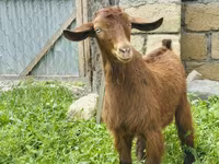 ወንድ ፍየል, Goats — ፎቶ 5