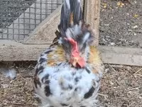Chickens — 3 зураг