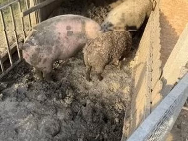 Sow,  — Hungary