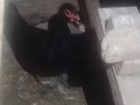 Ducks — عکس 1