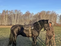 Faras, Kustanai horse — sawirka 1