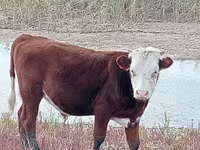 Stier, Simmental cattle — foto 6