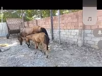 مادیان, اسب — عکس 1