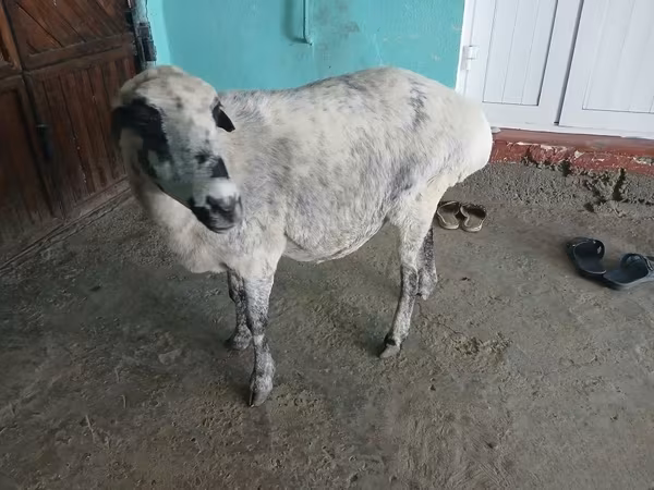 Biri-biri betina, Sheep