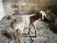 แกะตัวเมีย, Katum sheep — รูปภาพ 2