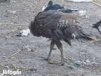 Turkeys — تصویر 1