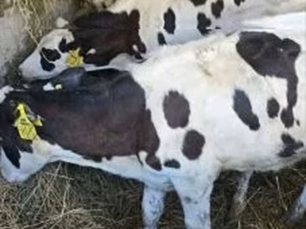 Cow, Russian Black pied cattle — Hungary