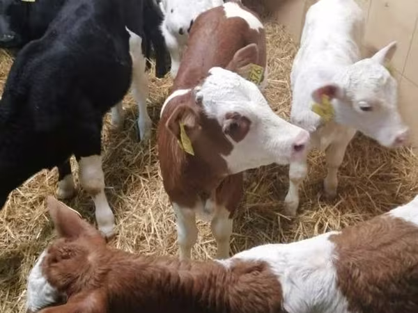 Skot (série, pohlaví neuvedeno), Simmental cattle
