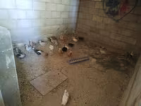 Chickens — foto 4