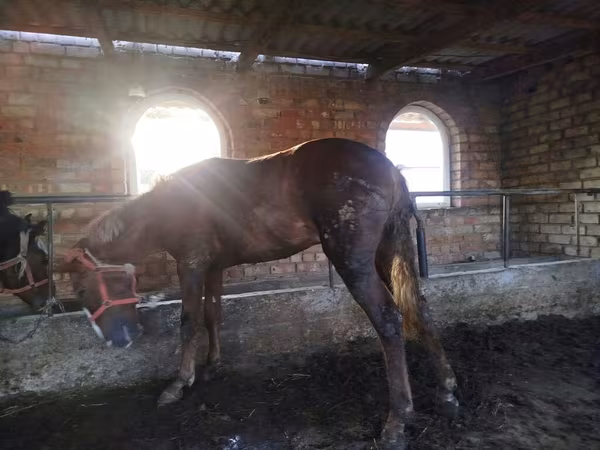 Hingst, Heste