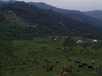 Kambing betina, Hissar sheep — foto 3