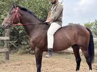 Kůň, Thoroughbred horse — foto 1