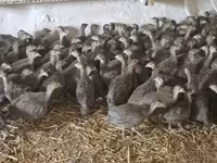 Guinea fowl — 照片 1