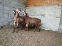 Montone, Rhon sheep — foto 8