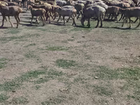 แกะตัวผู้, Hissar sheep — รูปภาพ 3