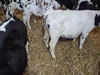 Bull, Holstein breed — photo 5