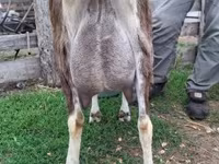 بز ماده, Saanen goat — عکس 3