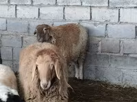 میش, گوسفند — عکس 2