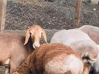 قوچ, گوسفند — عکس 4