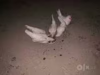 Chickens — zdjęcie 1