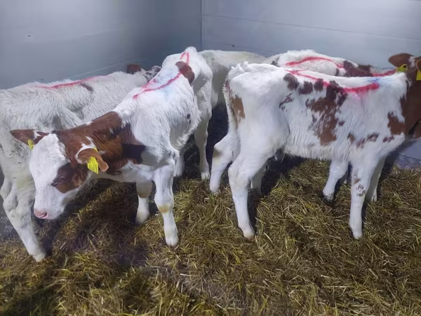 โคเนื้อ (เป็นล็อต, ไม่ระบุเพศ), Simmental cattle