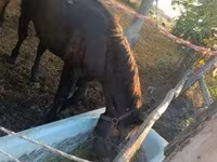 گھوڑا, گھوڑے — تصویر 5