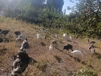 Turkeys — foto 2