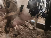 Ko, Simmental cattle — foto 2