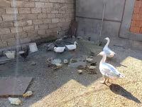 German Pekin — sawirka 3