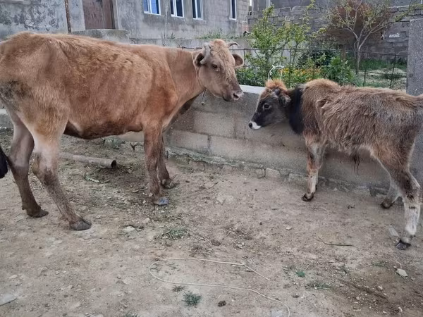 Vache, Bovins
