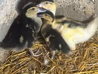 Pekin Jerman — foto 2