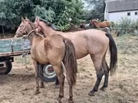 Kůň, Koně — foto 3