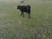 Kuh, Aberdeen-Angus — Foto 1