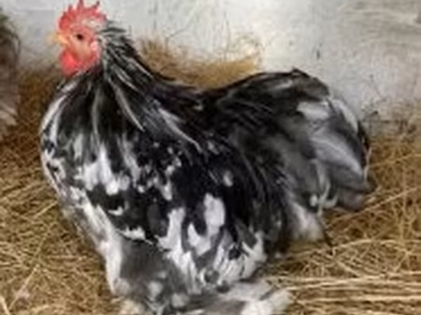 Pekin-Zwerg
