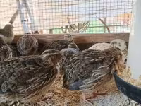 Quails — الصورة 6