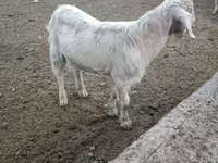 Kambing betina, Beetal goats — foto 7