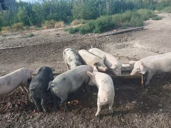 Knur, Świnie