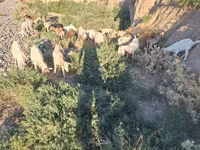 Capra, Capre — foto 4
