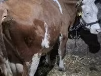 گائے, ہنگری کی سرمئی نسل — تصویر 4