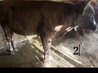 গবাদি পশু (দল, লিঙ্গ উল্লেখ নেই), Simmental cattle — ছবি 2