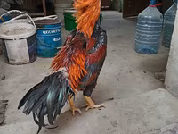 Chickens — լուսանկար 7